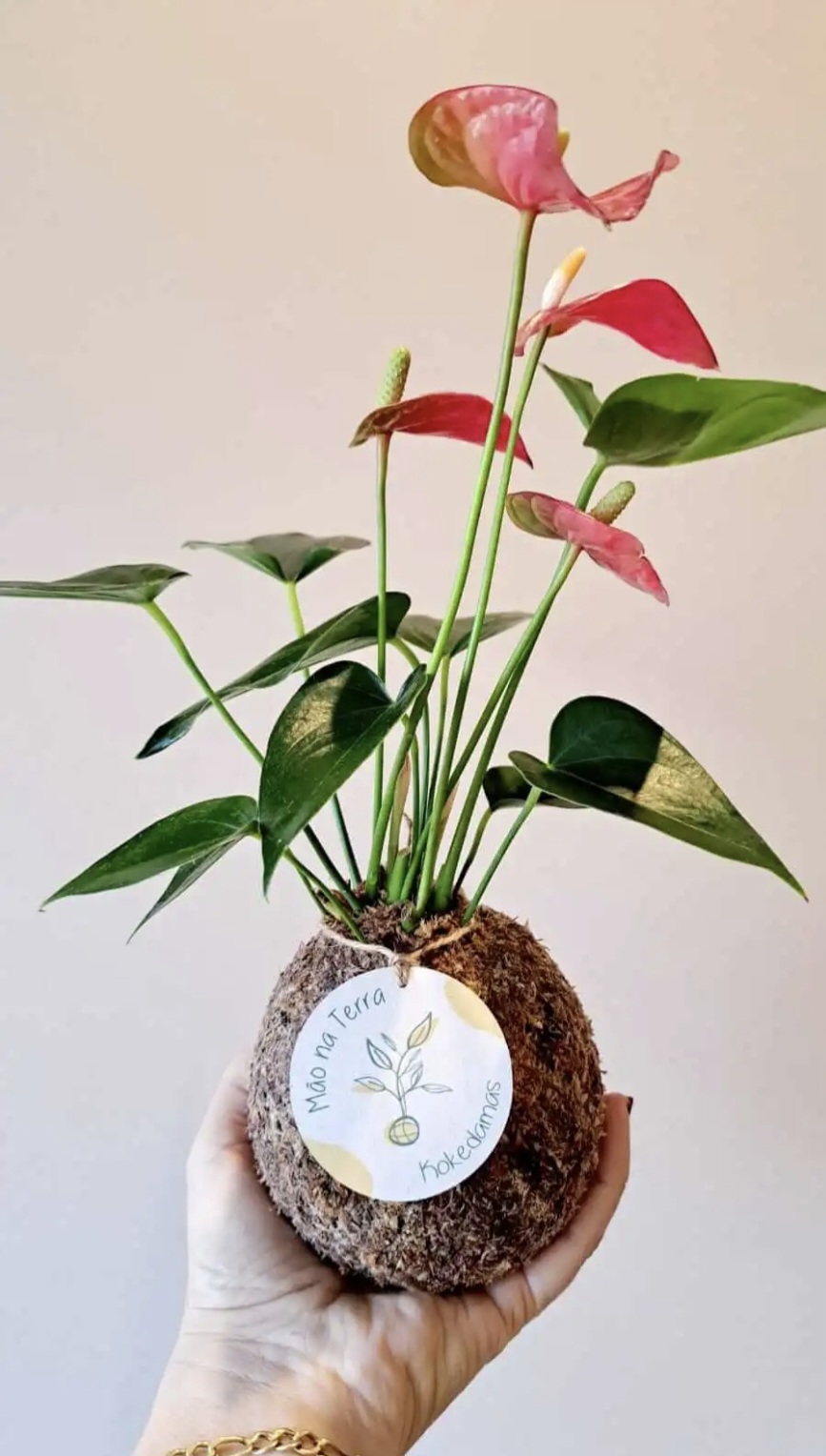 Kokedama de antúrio