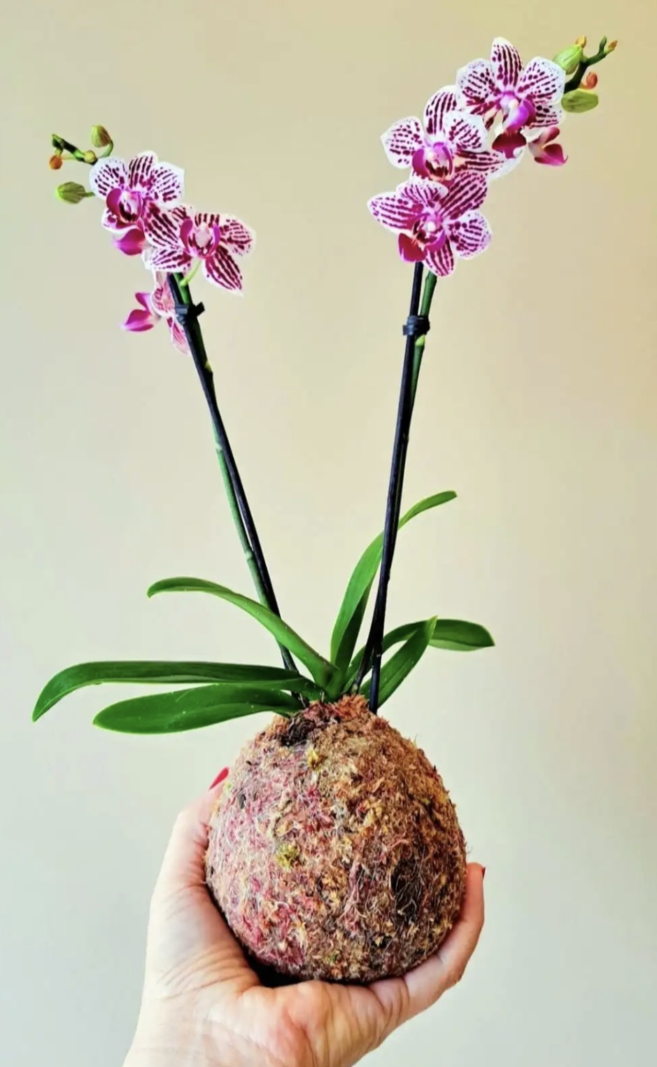 Kokedama de orquídea