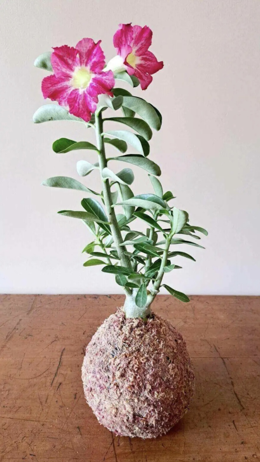Kokedama de rosa do deserto